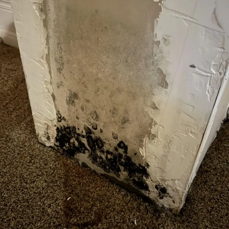 Professional Mold Removal in Pottsgrove, PA